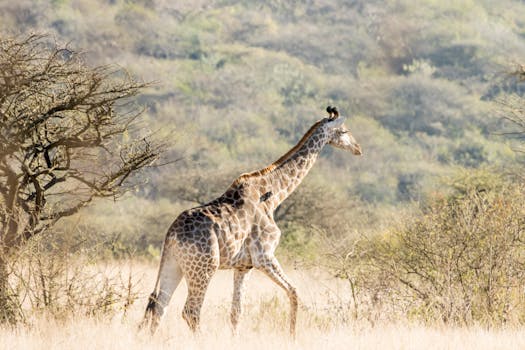 Singita Grumeti Tanzania: Africa's Premier Safari Lodge